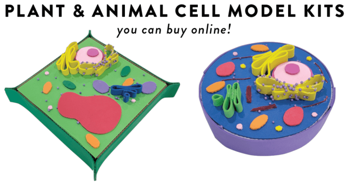 3d model of a cell project